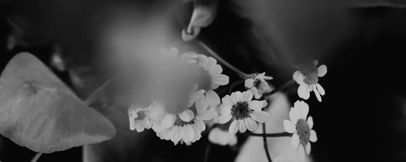 Azalea Photography & Videography
