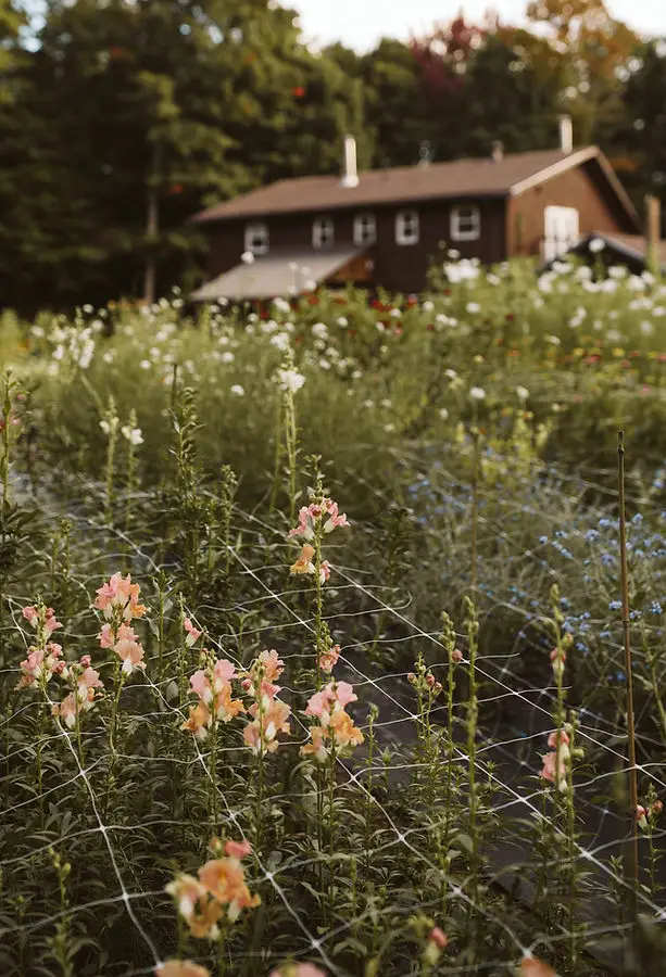 Three Birds Flower Farm - Florists - Muskoka, Vancouver Island (photo 6)