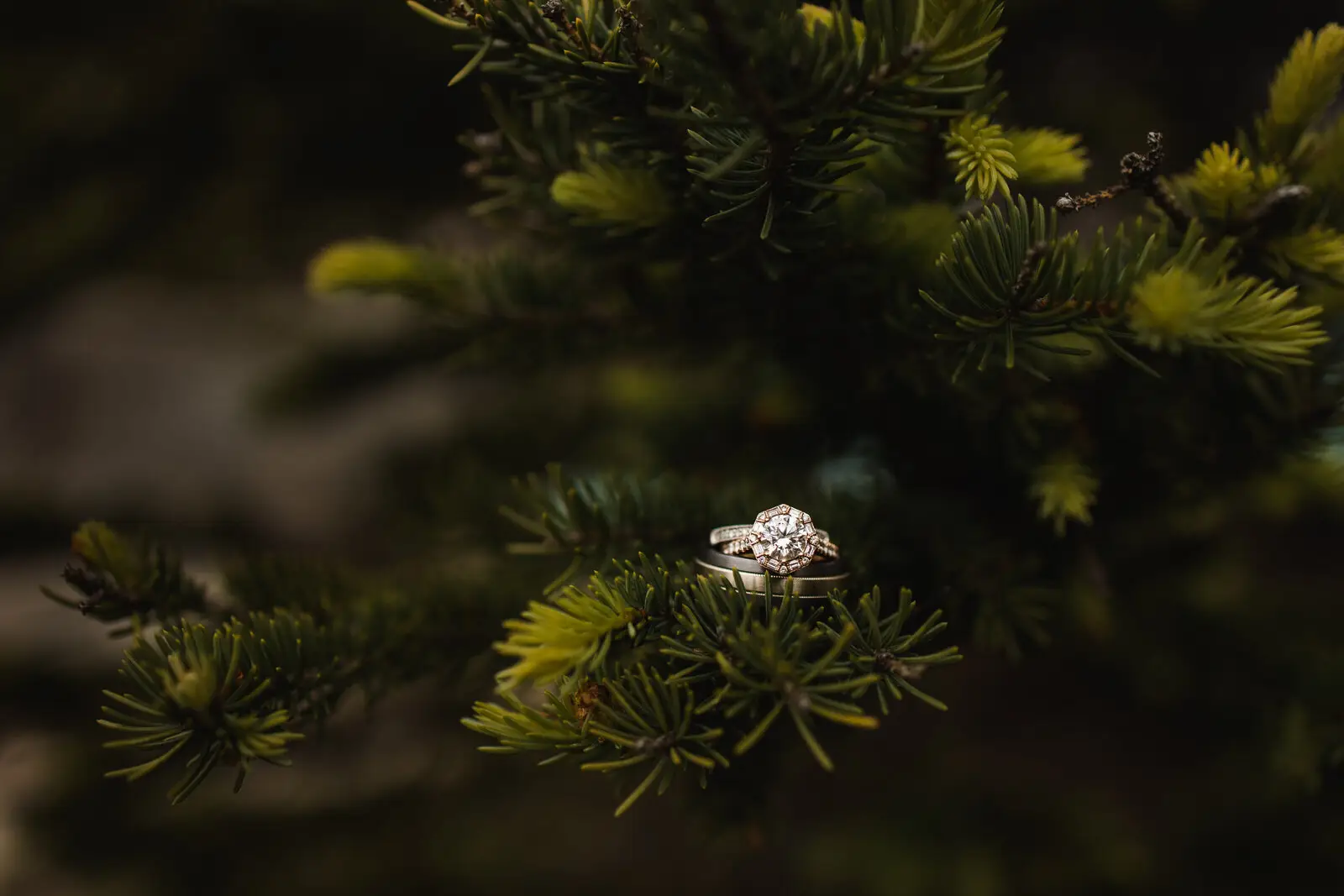 Carly Hill Photo - Photographers - Calgary, Vancouver Island (photo 2)