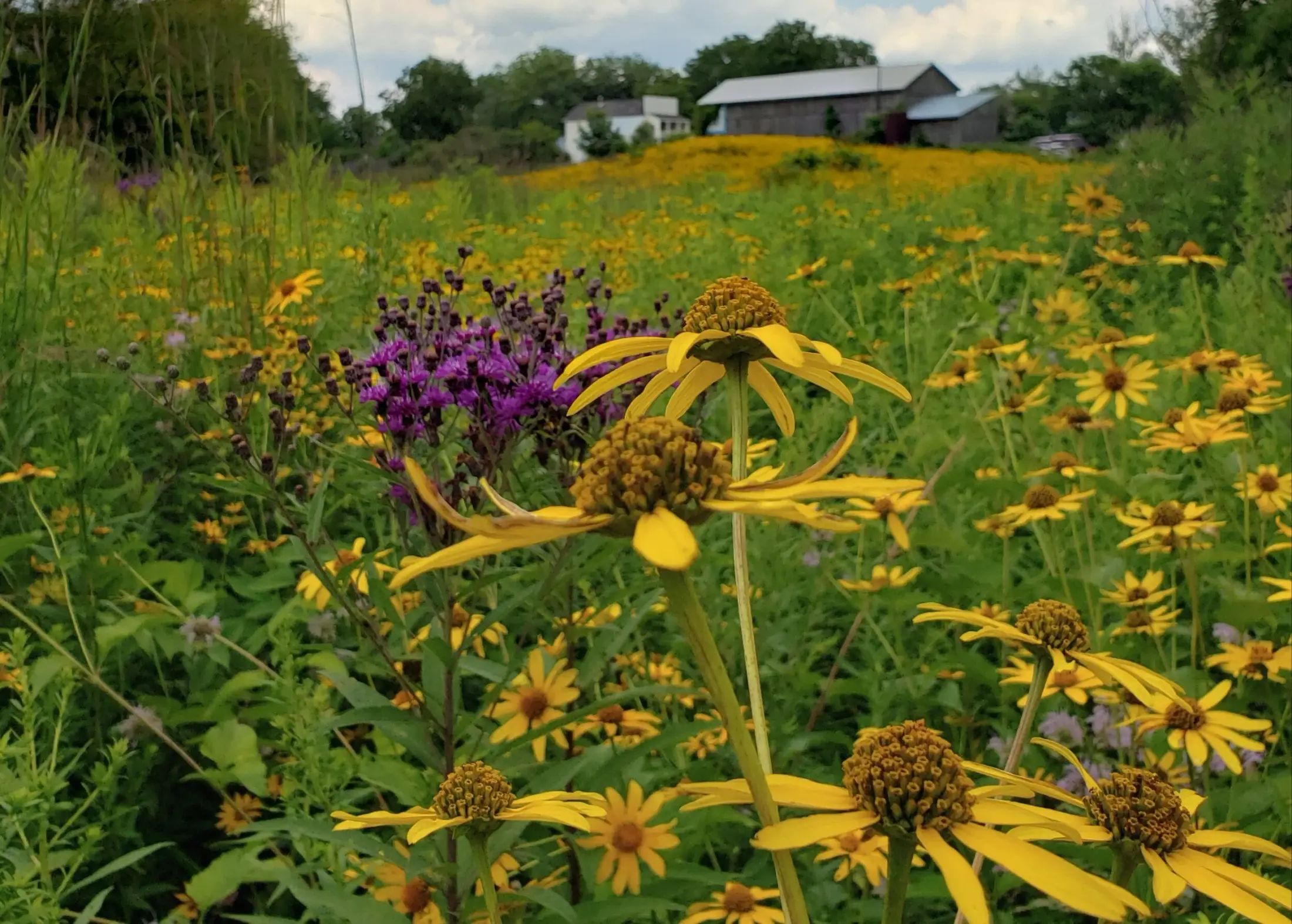 Fanshawe Pioneer Village - Venues - London, Ontario (photo 2)