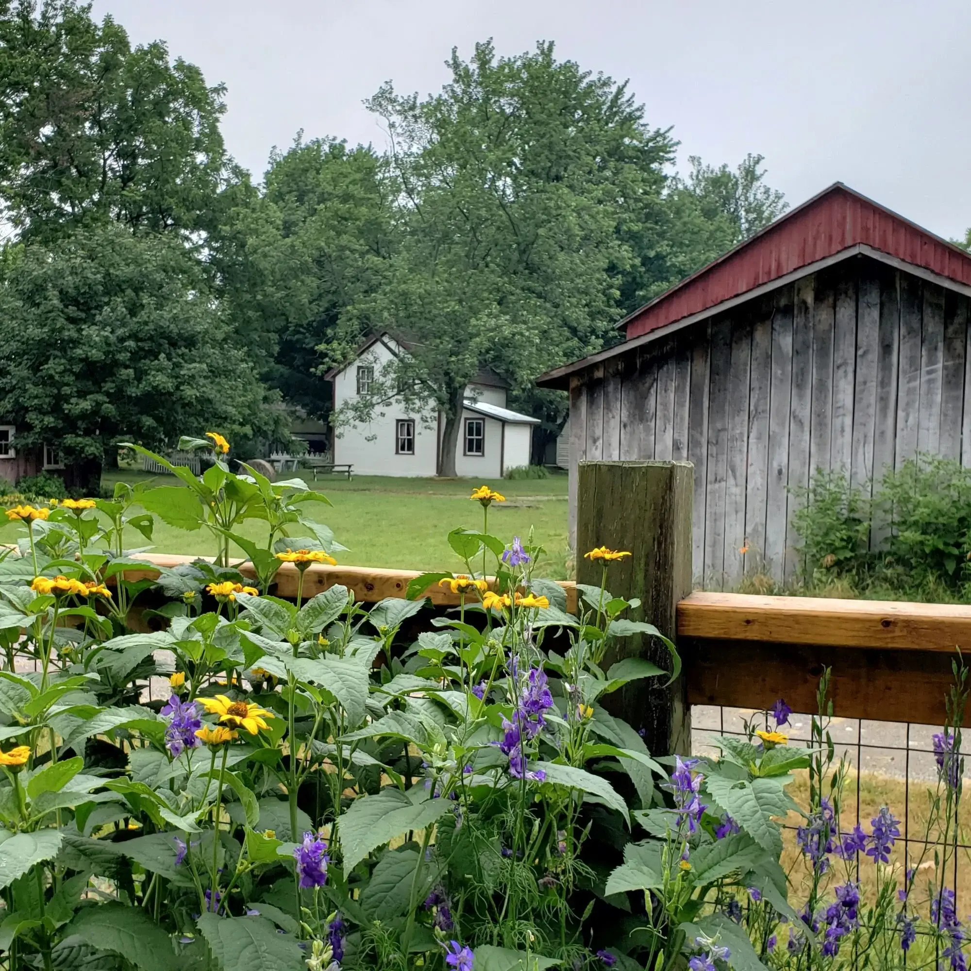 Fanshawe Pioneer Village - Venues - London, Ontario (photo 3)