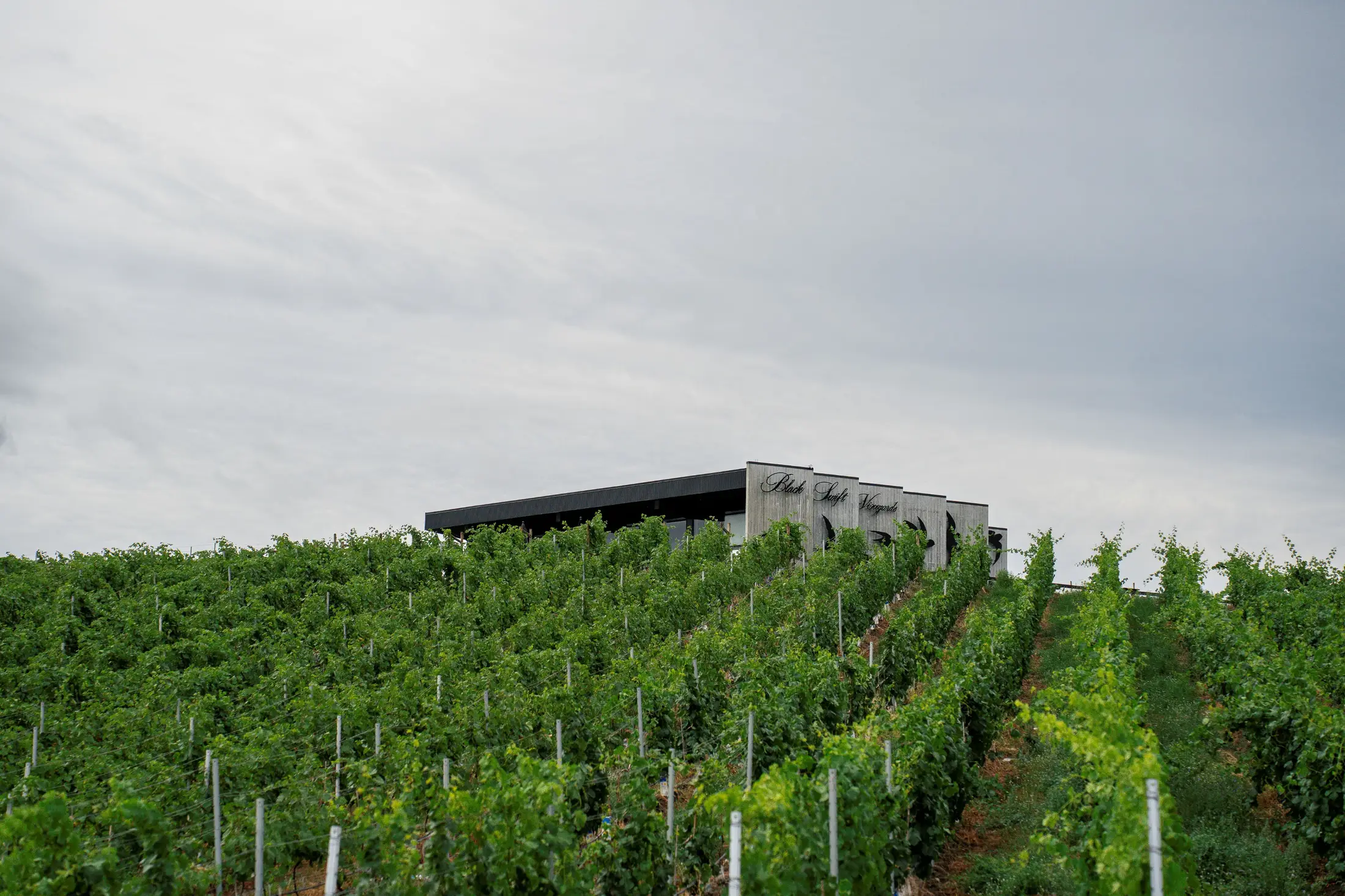 Black Swift Vineyards - Venues - Kelowna, Vancouver Island (photo 3)