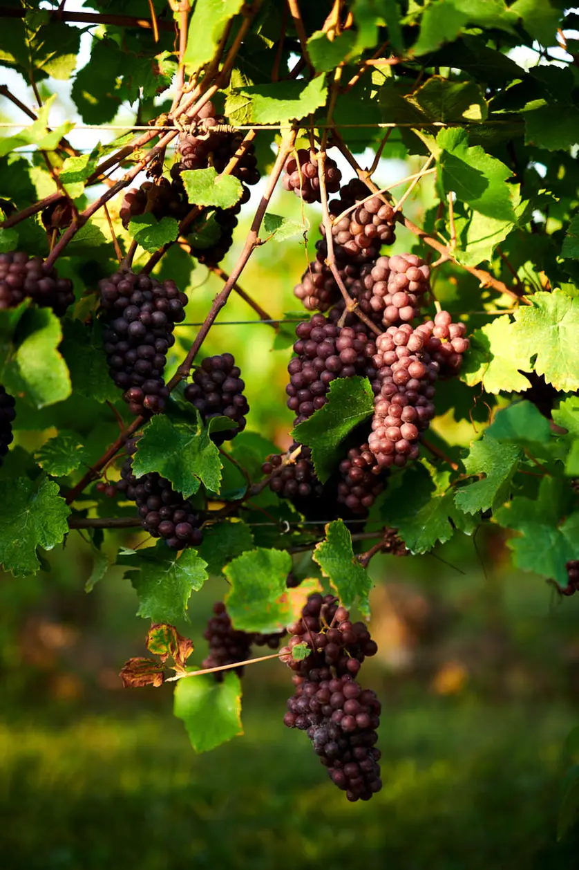 Waupoos Estates Winery