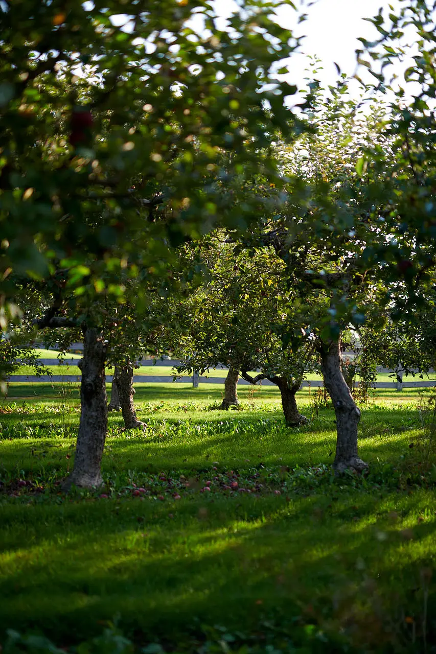 Waupoos Estates Winery - Venues - Prince Edward County, Vancouver Island (photo 11)