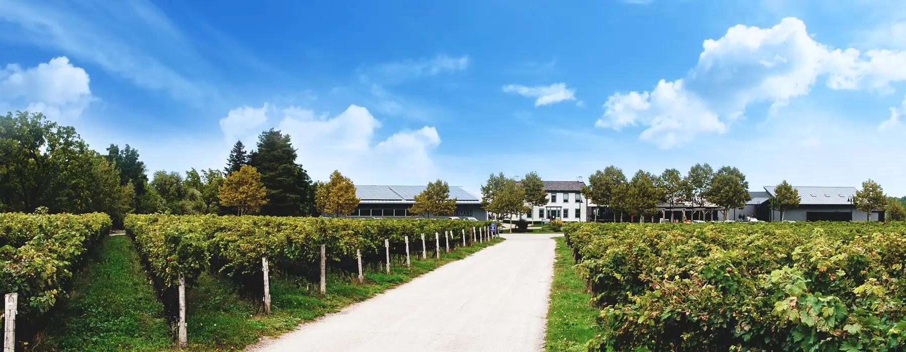 Ravine Vineyard - Venues - Niagara-on-the-Lake, Vancouver Island (photo 1)