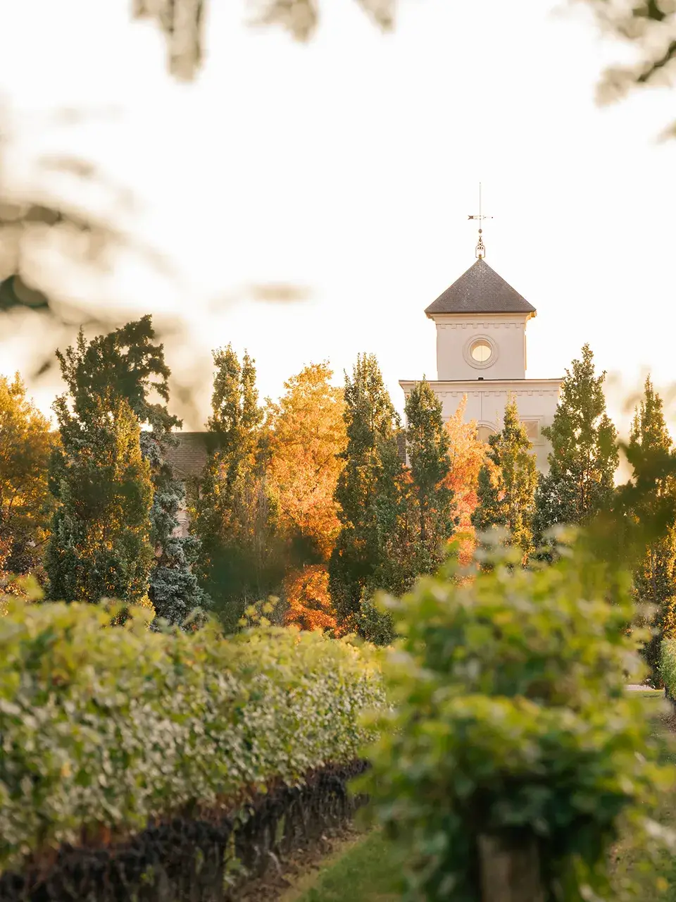 Two Sisters Vineyards