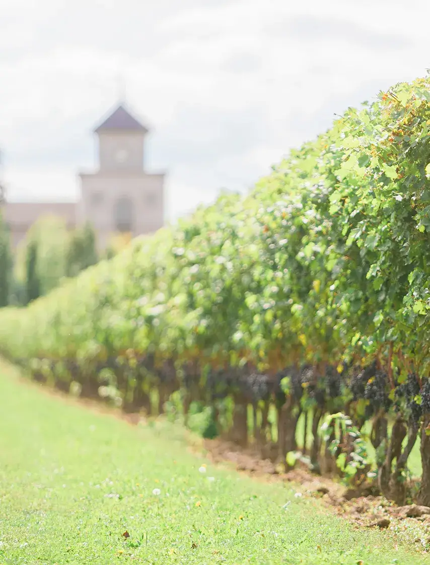 Two Sisters Vineyards - Venues - Niagara-on-the-Lake, Vancouver Island (photo 2)