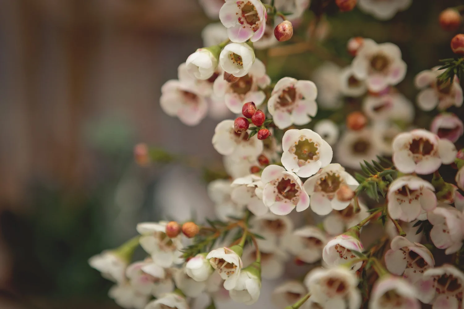 Flowers by Tinasha — Florists — Hope, Vancouver Island (photo 1)