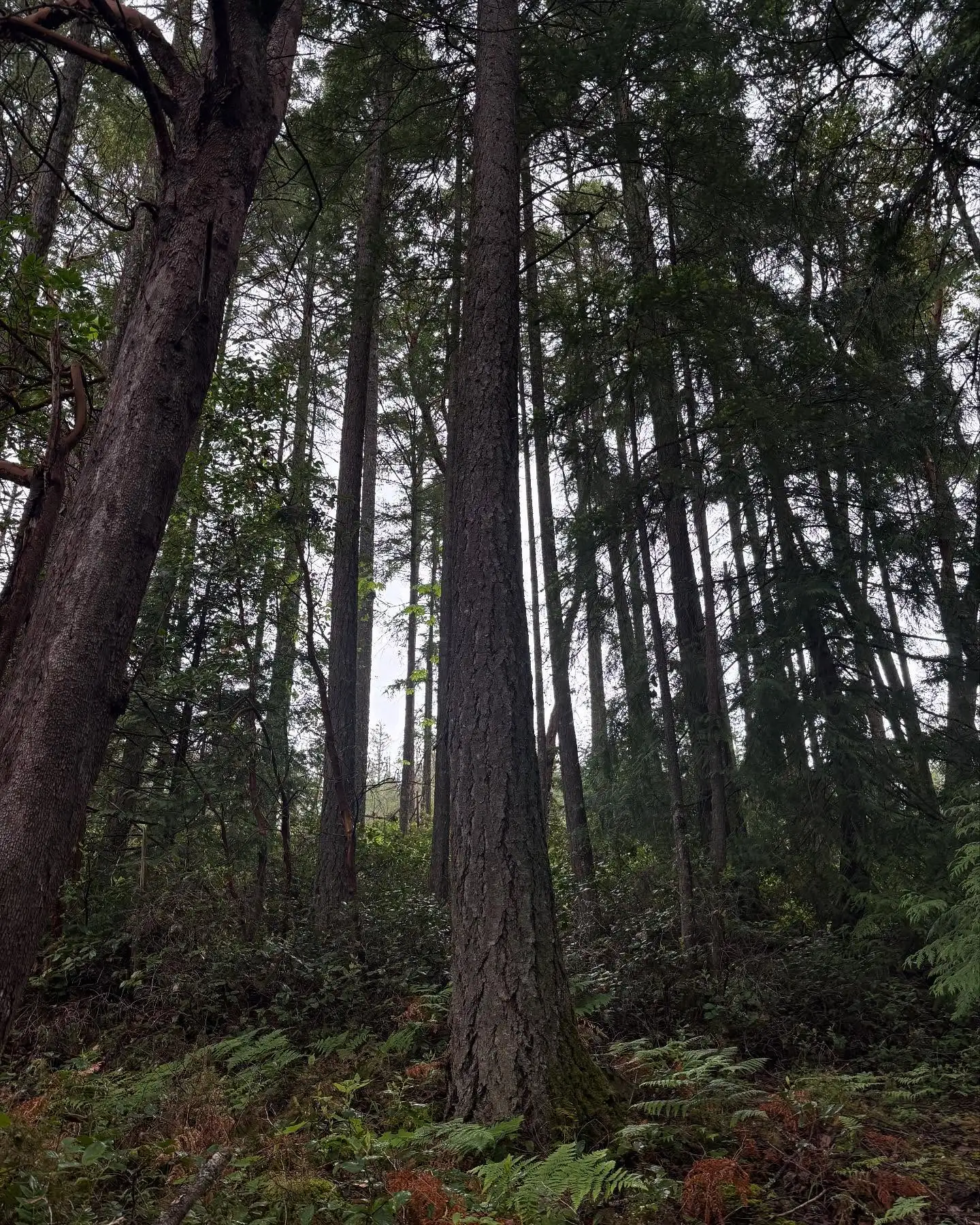 Brannen Lake Estates