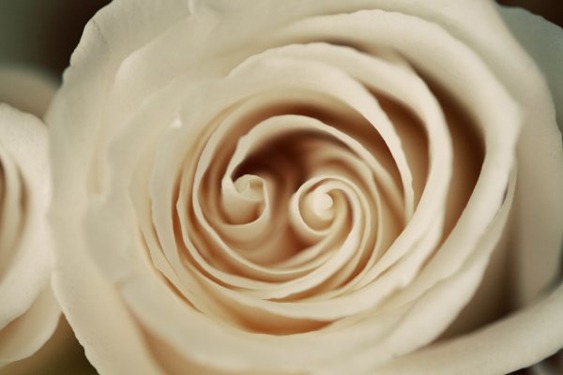 Kenmar Flower Farm — Florists — Victoria, Vancouver Island (photo 4)